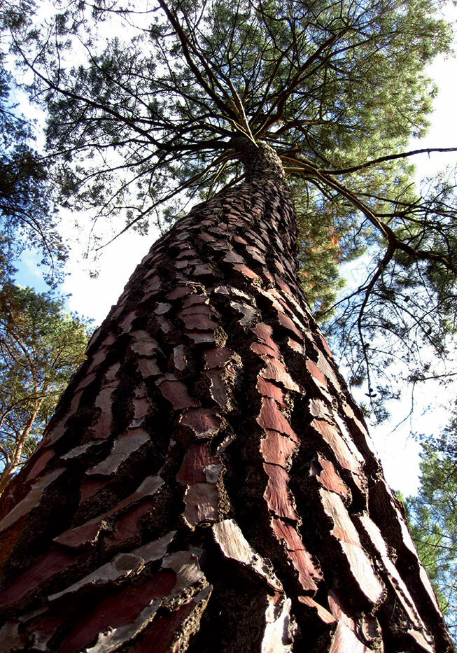 tron-arbre tron-arbre